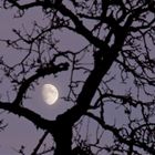 Der Mond im alten Zitronenbirnenbaum wünscht Euch eine gute Nacht und eine schöne Woche!