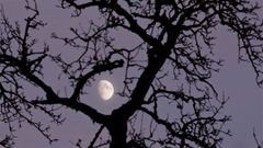 Der Mond im alten Zitronenbirnenbaum wünscht Euch eine gute Nacht und eine schöne Woche!