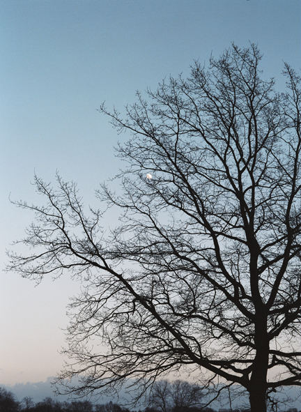 Der Mond im Baum