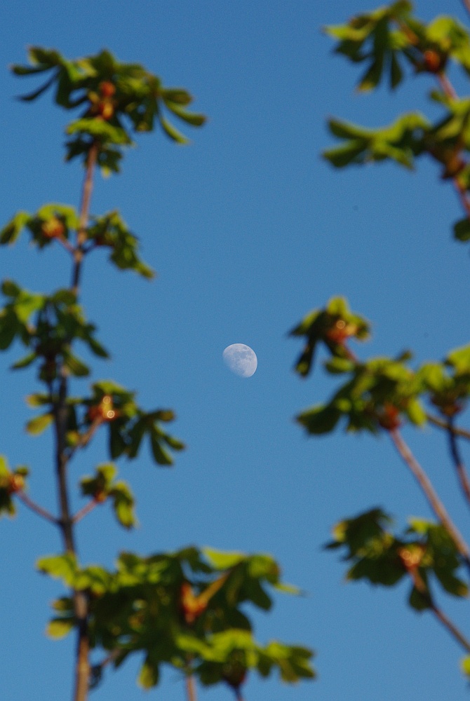 Der Mond im Gesträuch