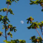 Der Mond im Gesträuch