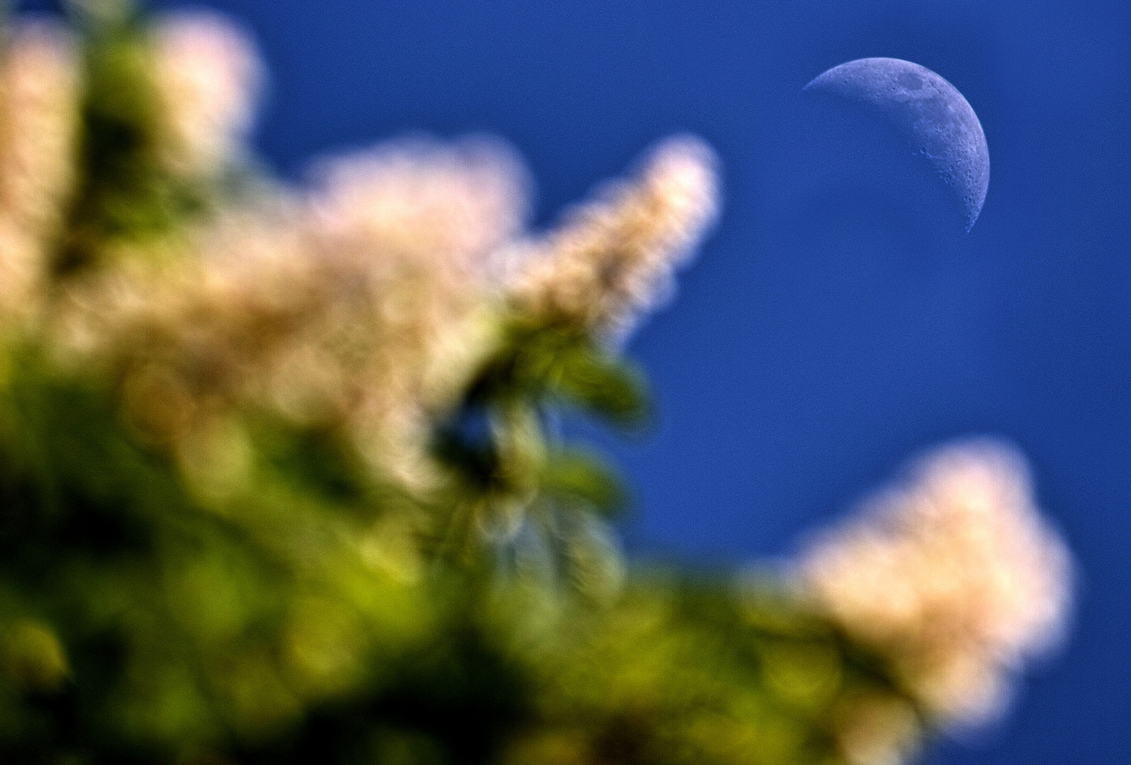 Der Mond im Kastanienbaum :-)