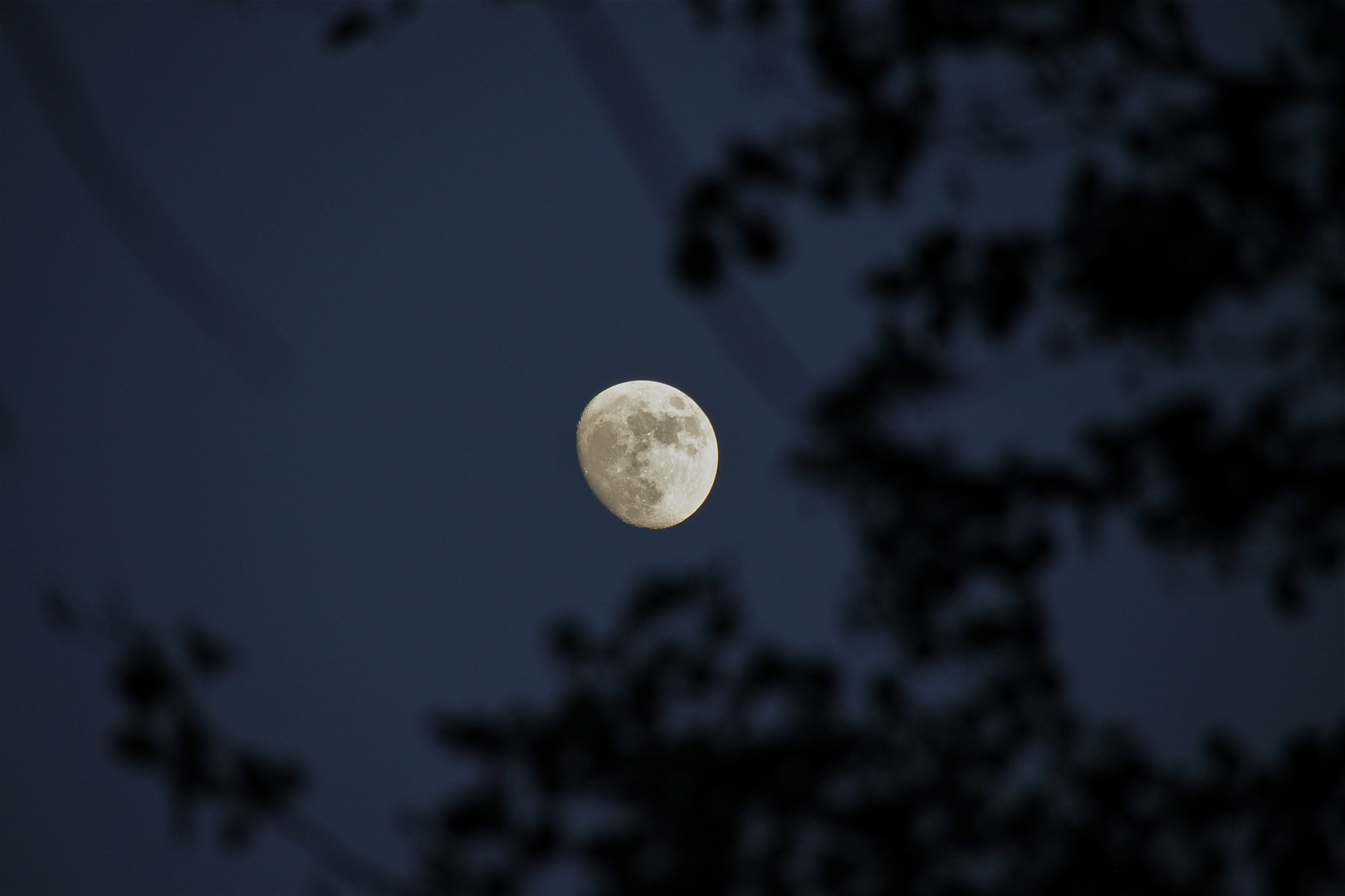 ...der Mond im Kirschbaum...