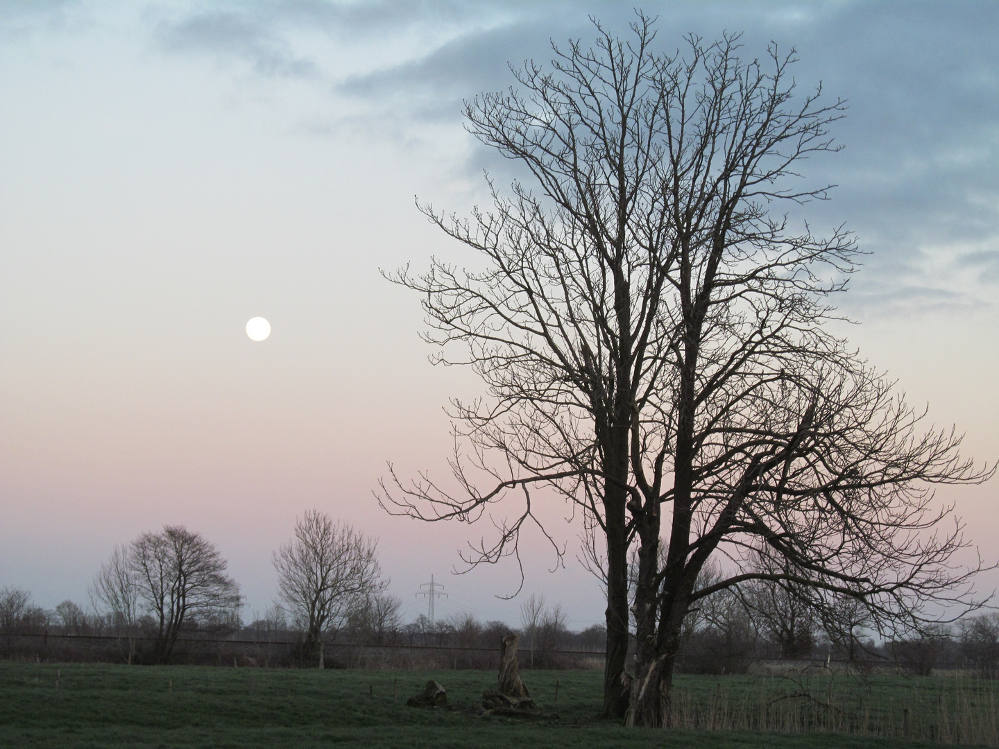 der Mond im Moor ....