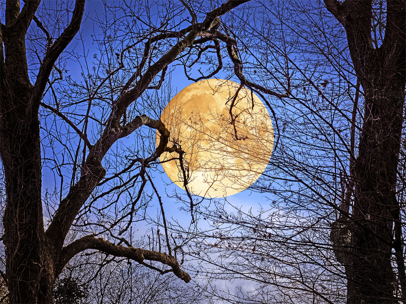 Der Mond im Winterwald