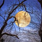 Der Mond im Winterwald