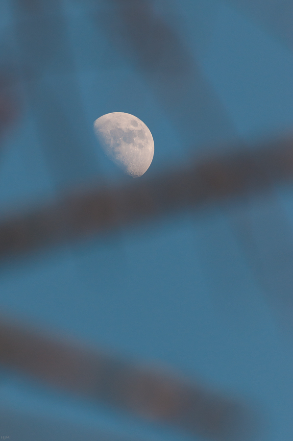 Der Mond in den Zweigen