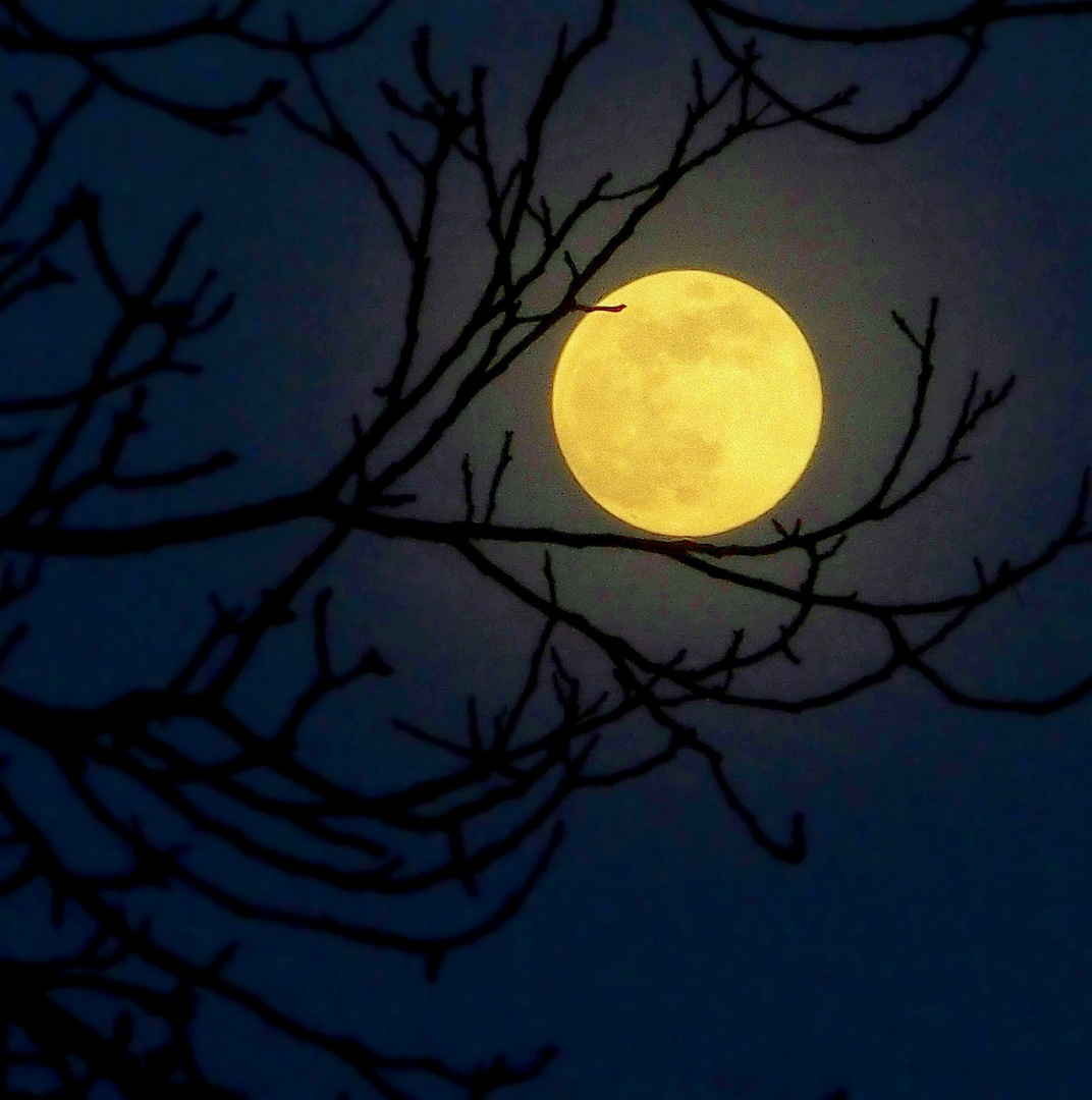 Der Mond in den Zweigen