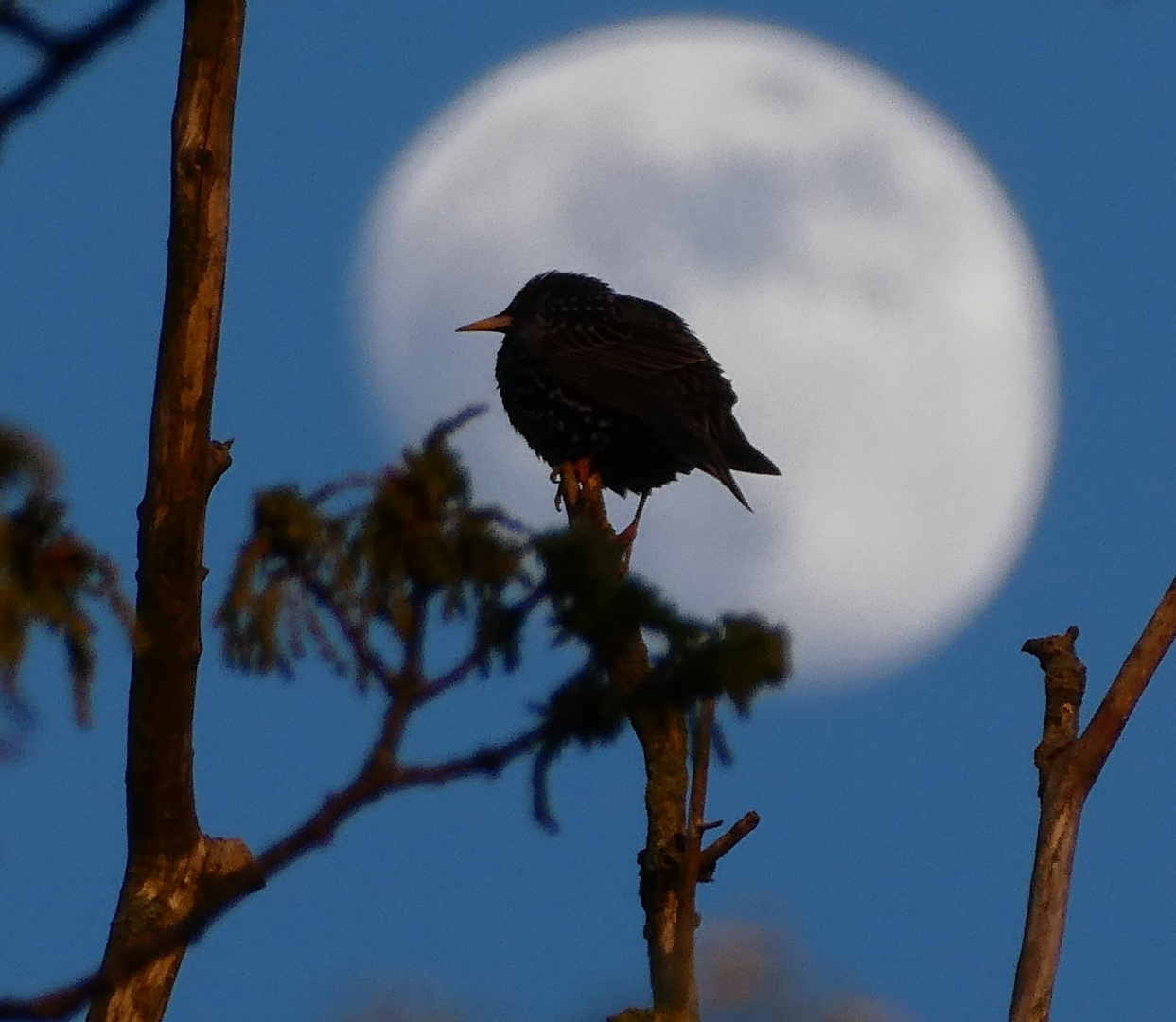 Der Mond ist aufgegangen