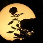 Der Mond ist in den Garten gefallen!