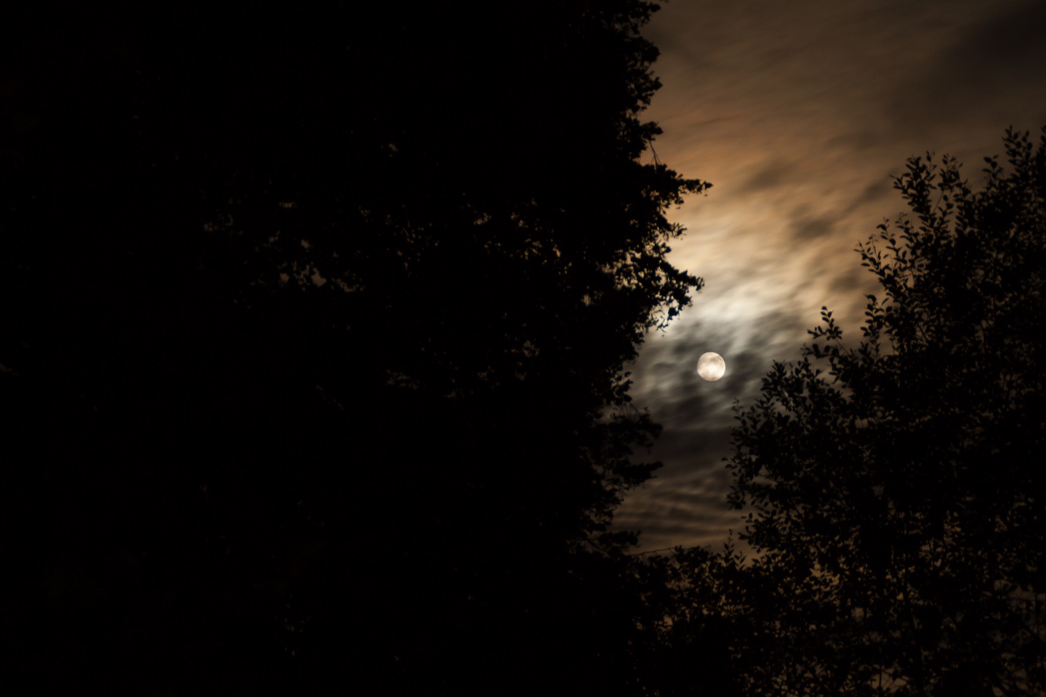 Der Mond schaut zwischen den Bäumen hervor