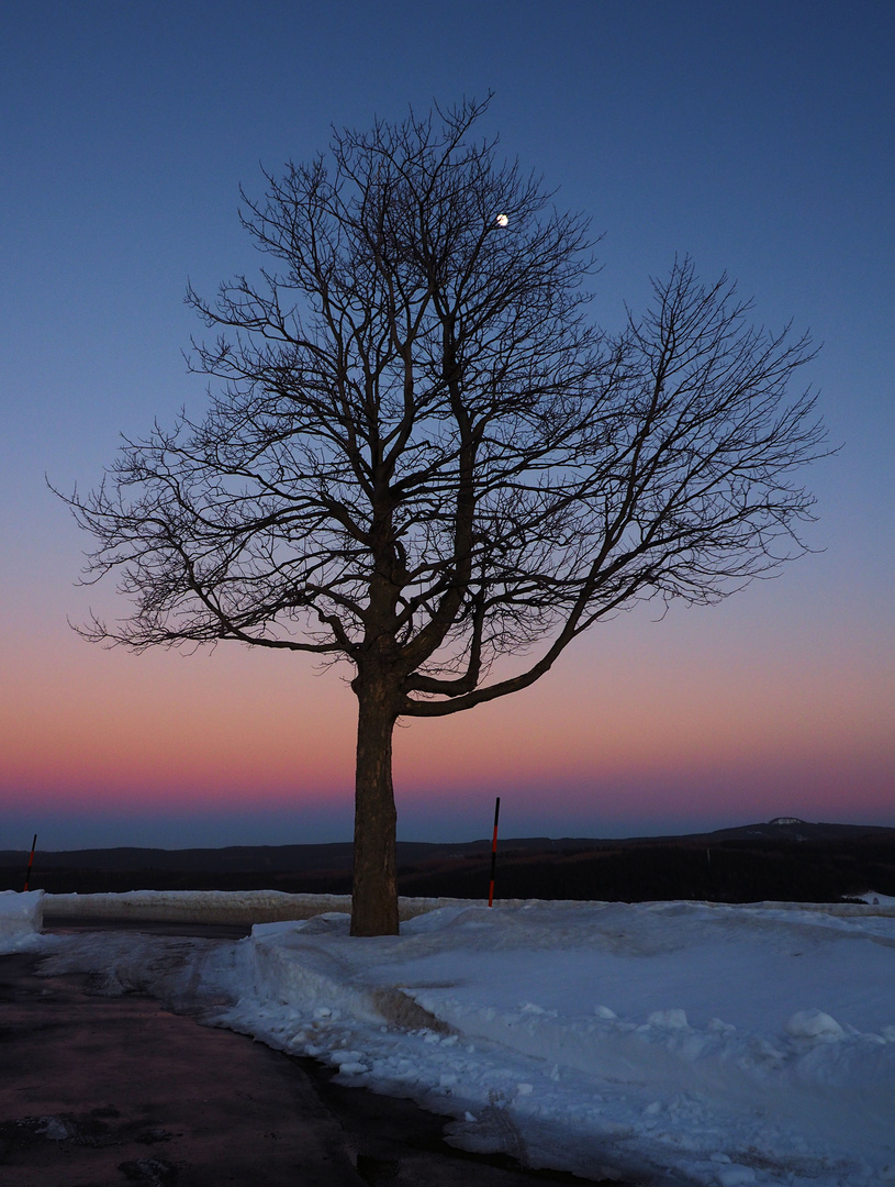 Der Mond schmückt den Baum ....