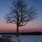 Der Mond schmückt den Baum ....