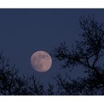 der Mond steht still und leise und aus den Wiesen steiget........