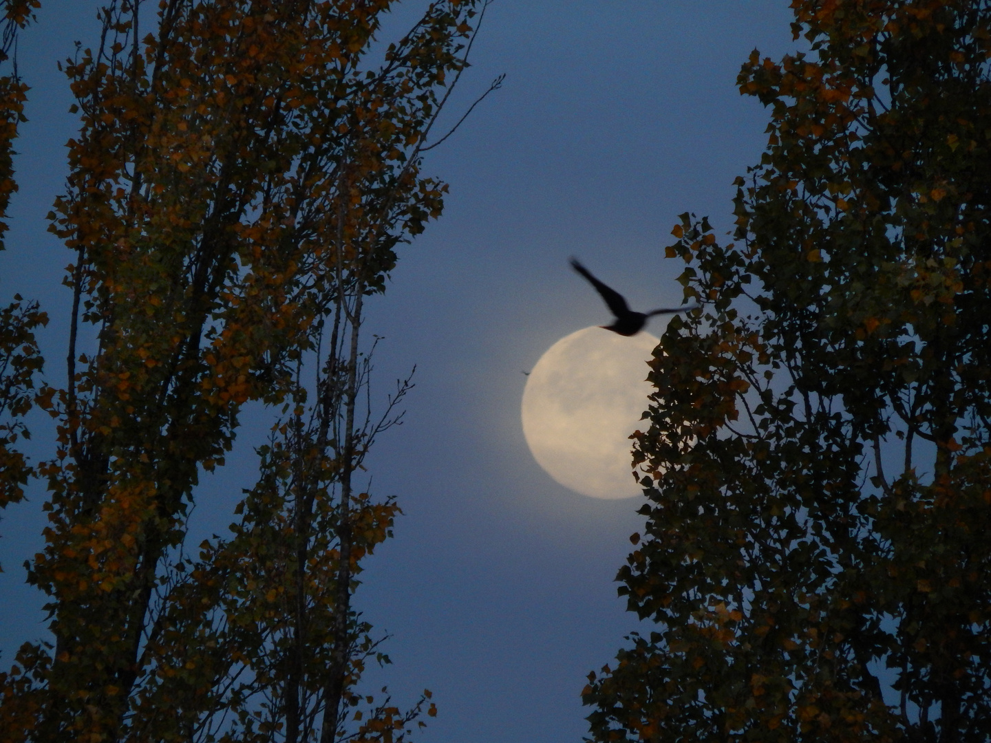 Der Mond, Stunden nach der partiellen Finsternis.