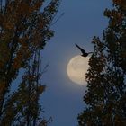 Der Mond, Stunden nach der partiellen Finsternis.