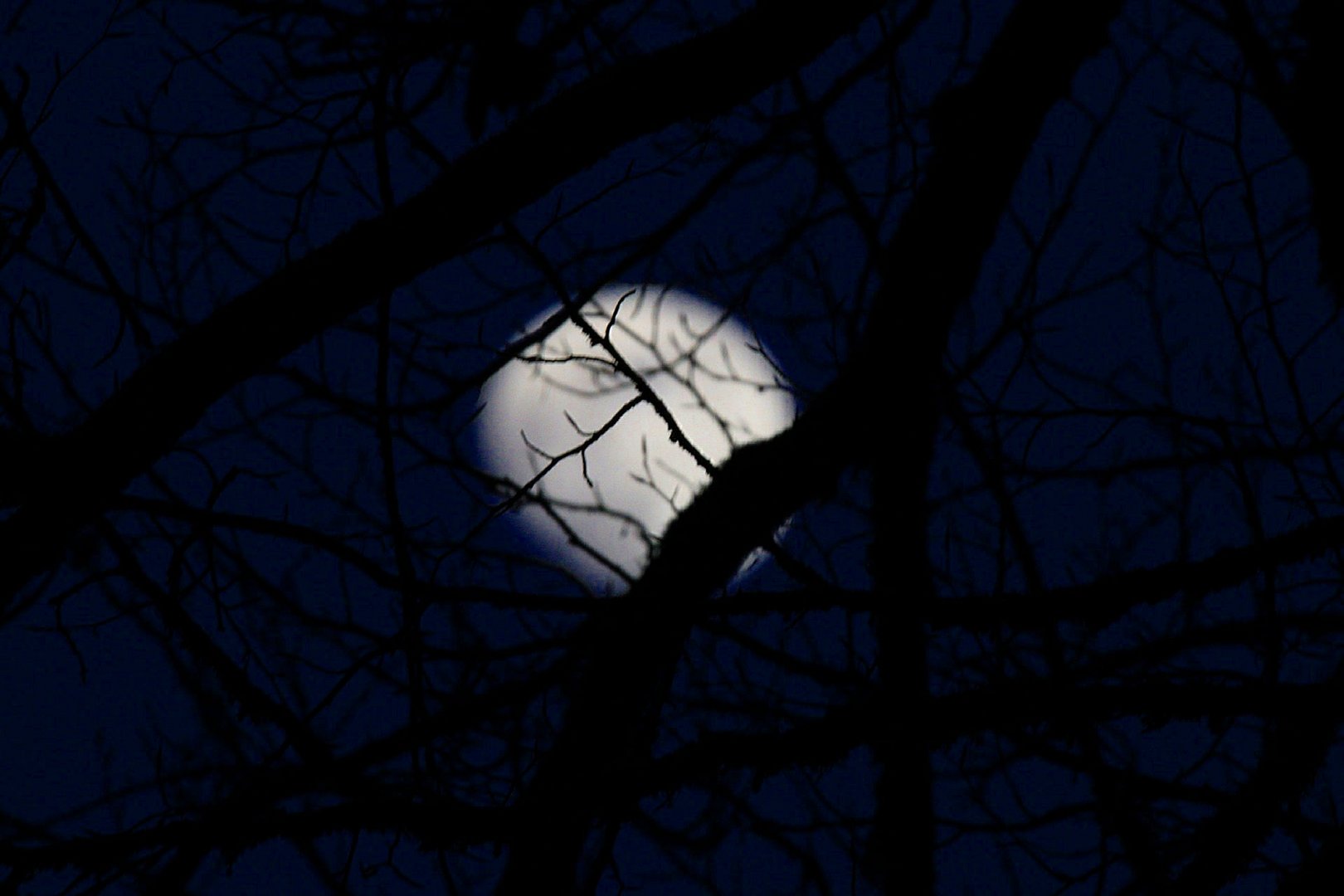 Der Mond über die Bäumen...