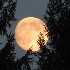 Der Mond über Tiroler Tannen