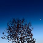 Der Mond und der Baum 