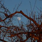 Der Mond und die Abendsonne