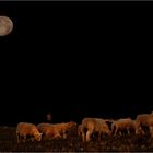 Der Mond und die Herde