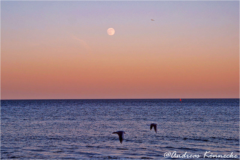 Der Mond und die Möwen