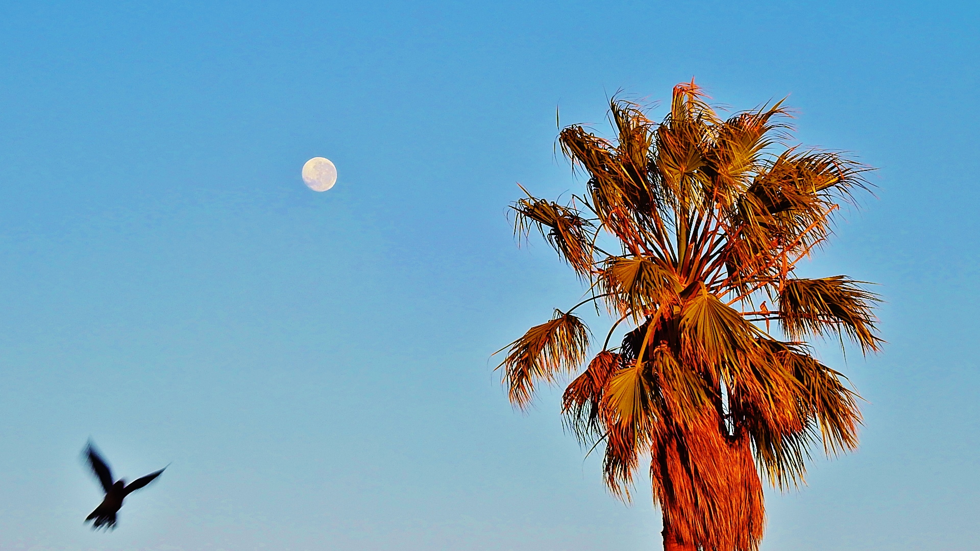 Der Mond verabschiedet sich...