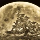 Der Mondbaum