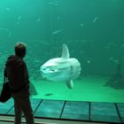 Der Mondfisch im Ozeanarium in Hirtshals.