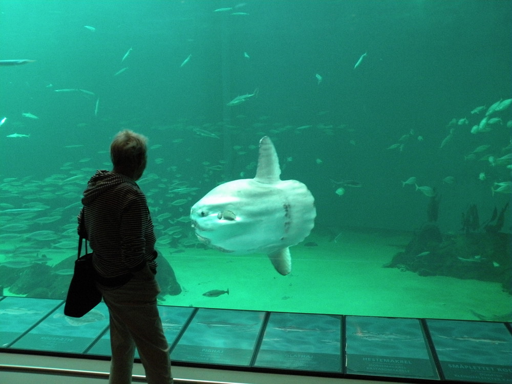 Der Mondfisch im Ozeanarium in Hirtshals.