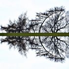 Der Mondsichelbaum fand ich am Ostermontag auf der Wandertour nach Rengelrode