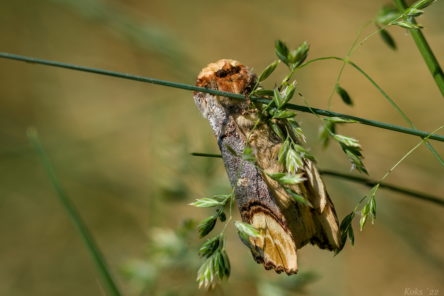 Der Mondvogel