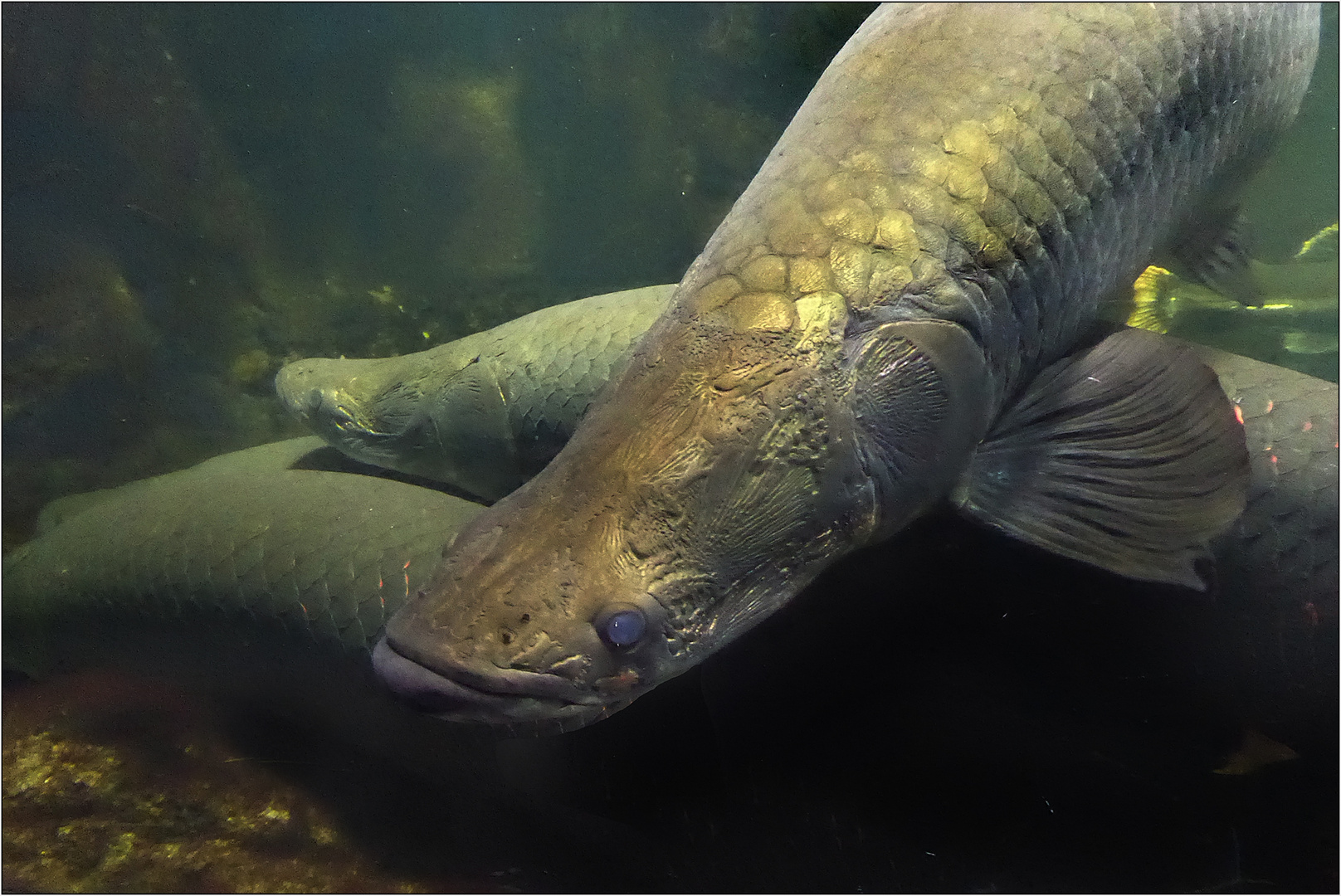 Der Monsterfisch Arapaima gigas ...