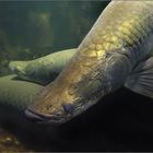 Der Monsterfisch Arapaima gigas ...