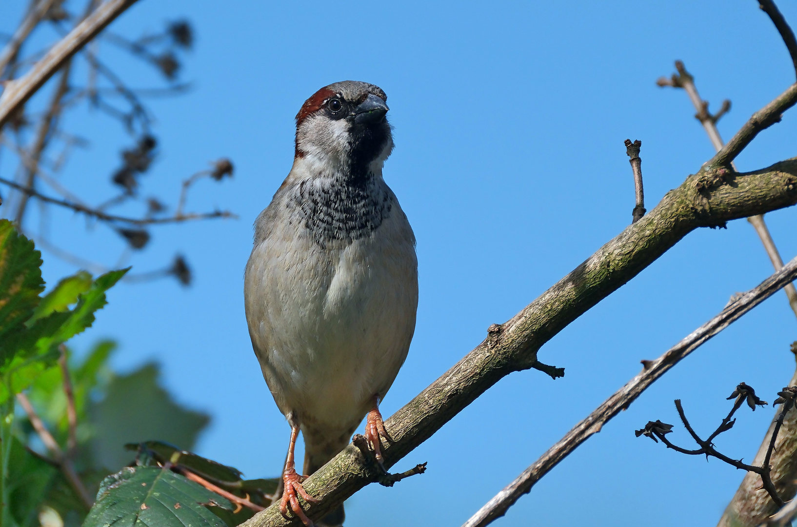 Der Montags-Spatz