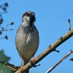 Der Montags-Spatz