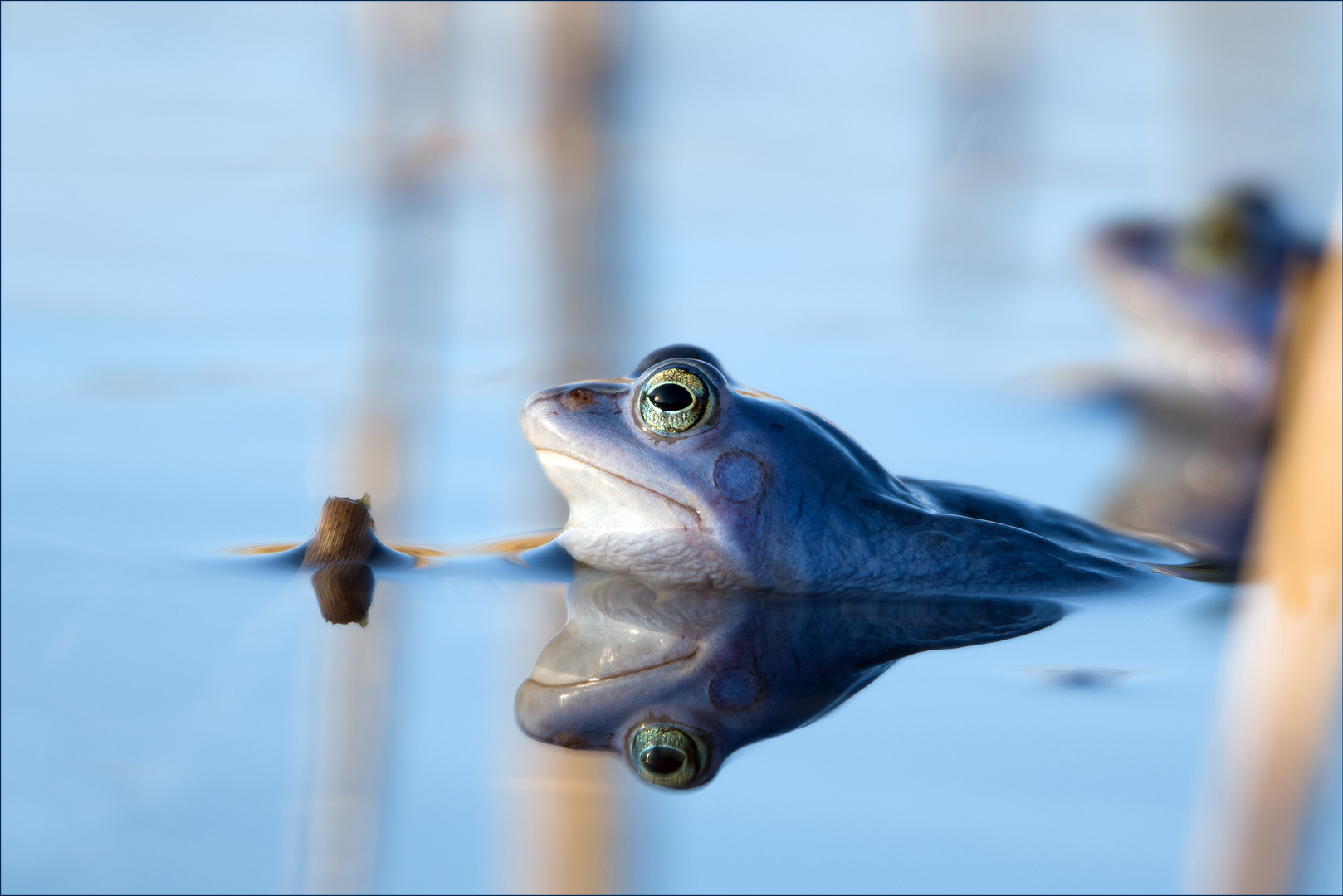 Der Moorfrosch 