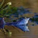 der Moorfrosch