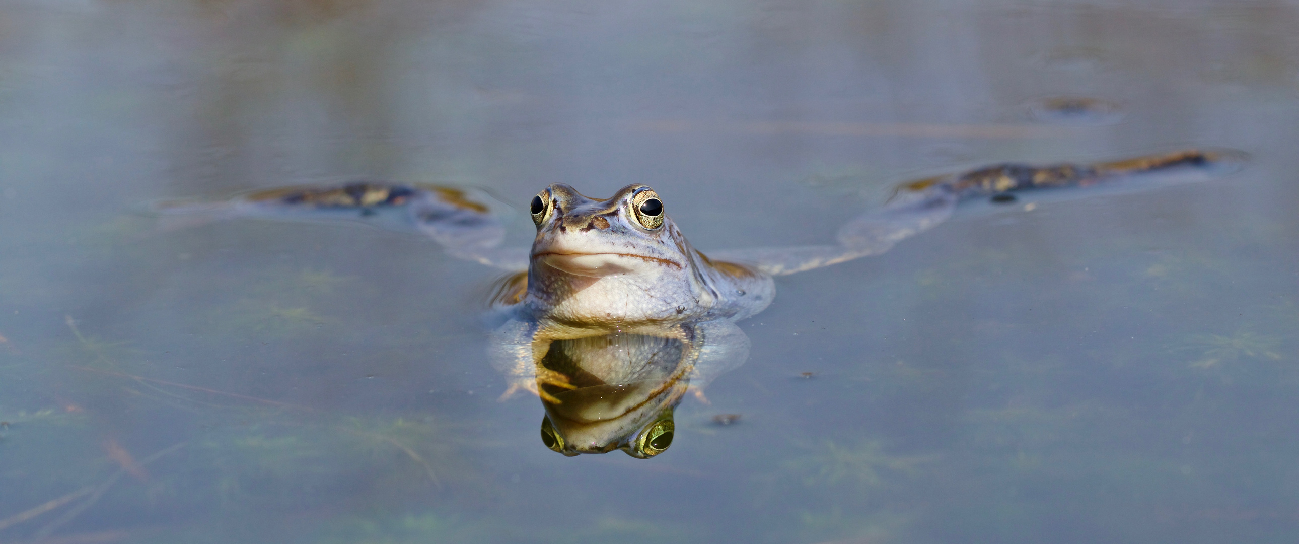 der Moorfrosch