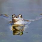 der Moorfrosch