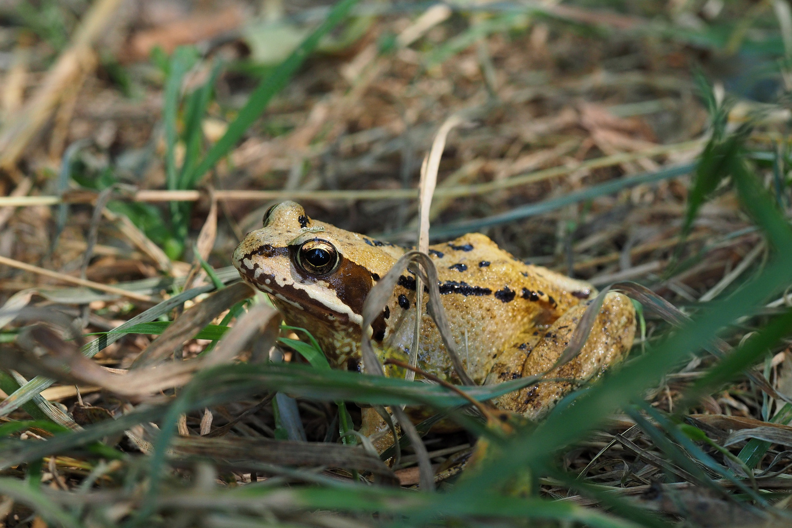 der Moorfrosch oder doch Grasfrosch?