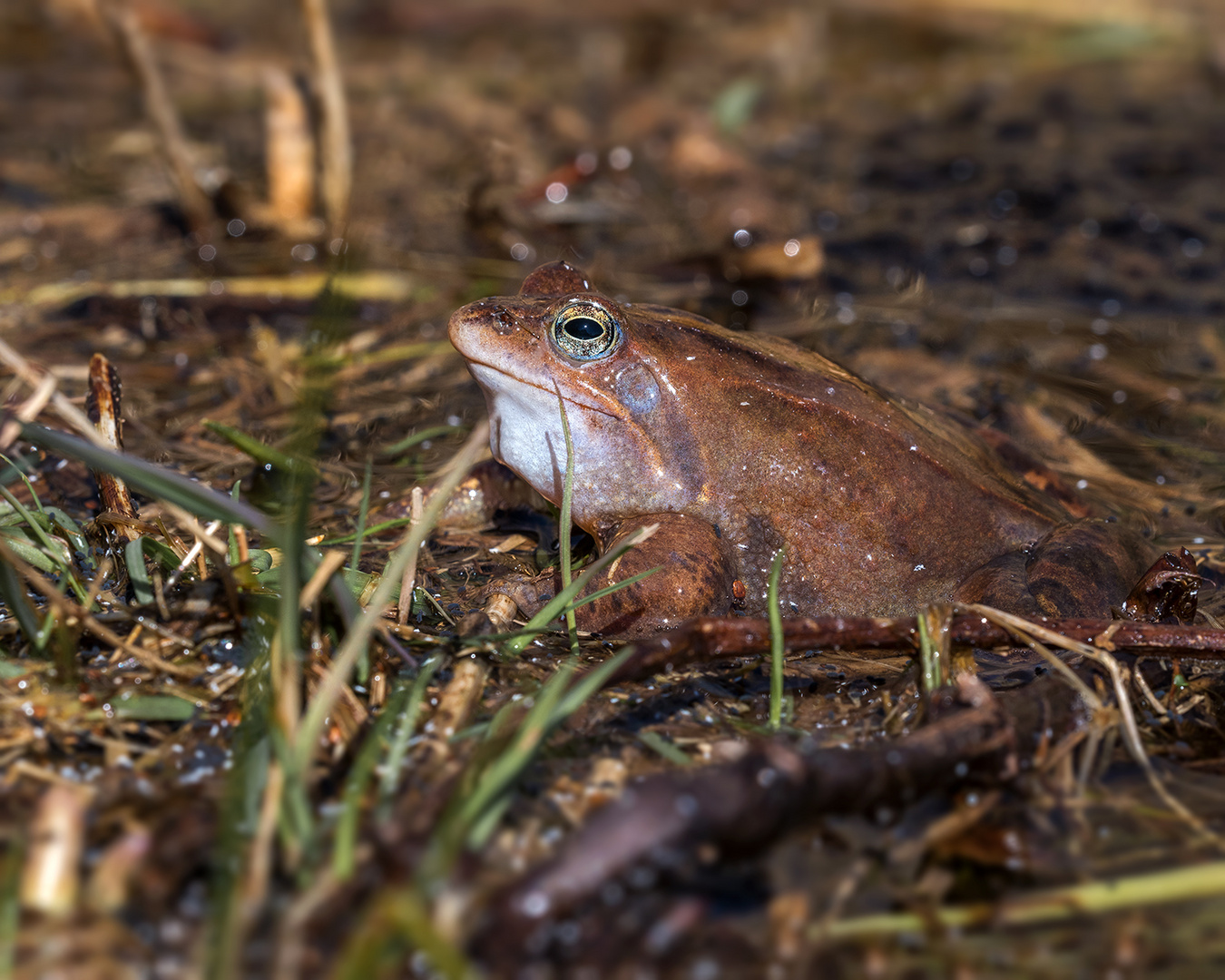 Der Moorfrosch (Rana arvalis)