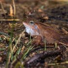 Der Moorfrosch (Rana arvalis)