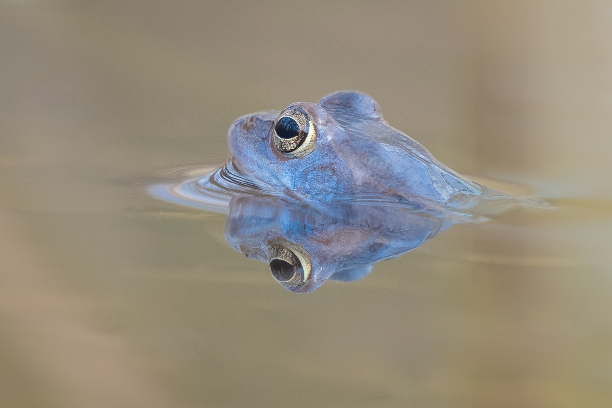 Der Moorfrosch (Rana arvalis)