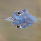 Der Moorfrosch (Rana arvalis)