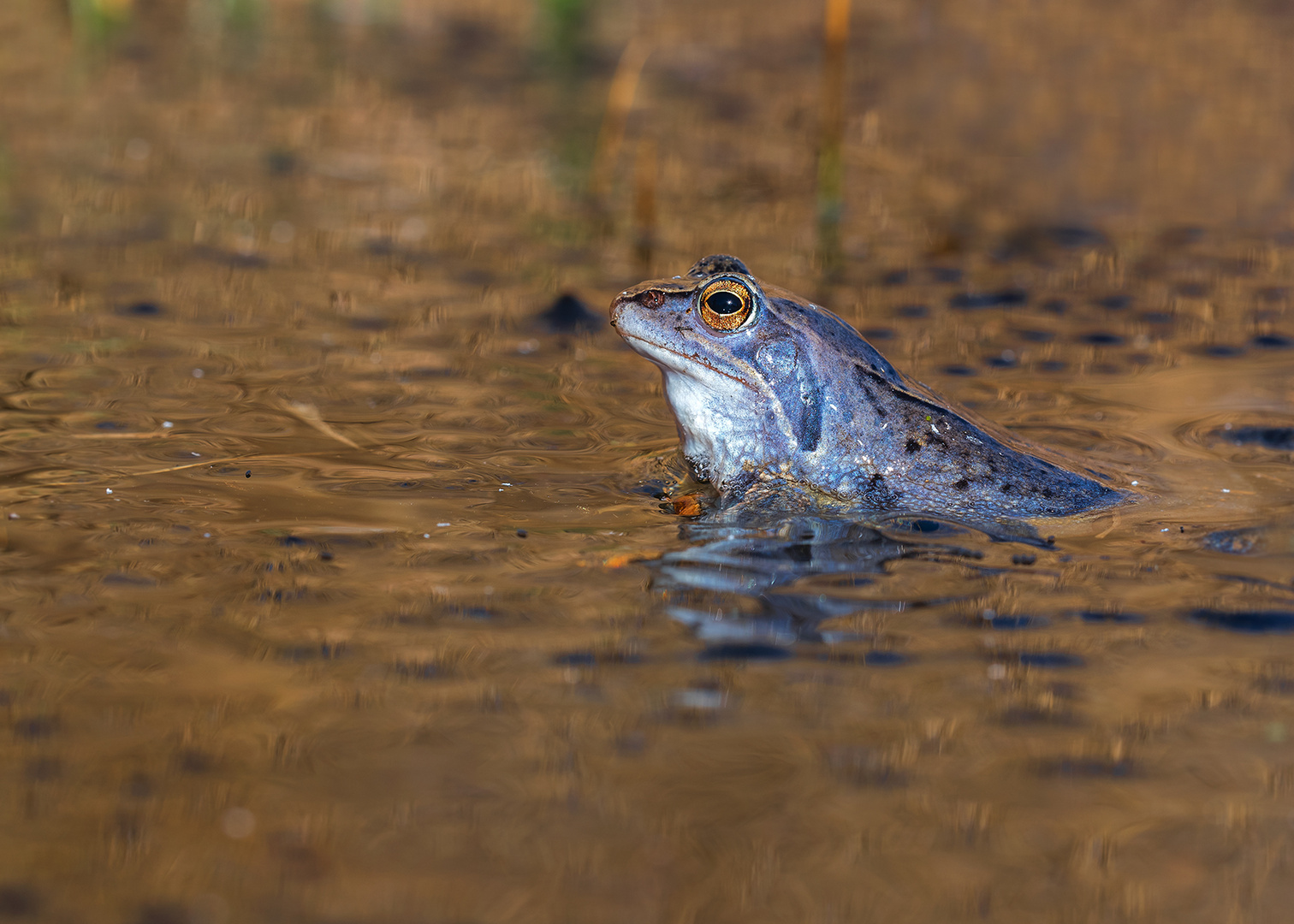 Der Moorfrosch (Rana arvalis)