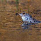 Der Moorfrosch (Rana arvalis)