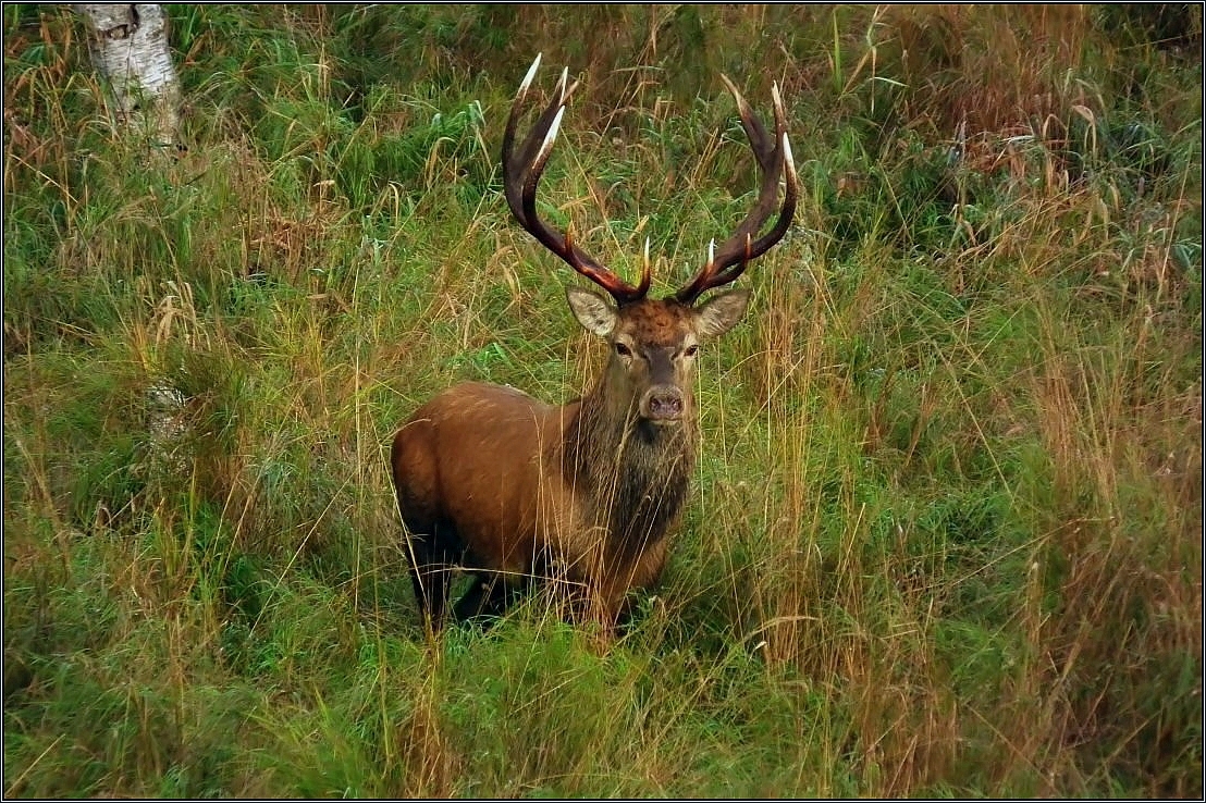 Der Moorhirsch