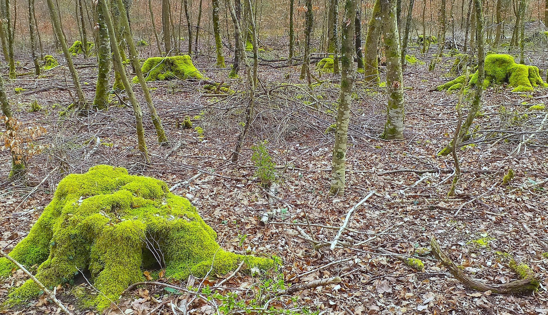 Der Mooswald bei Mosbach im Odenwald