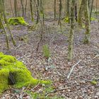 Der Mooswald bei Mosbach im Odenwald